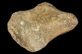 Fossil Hadrosaur Phalange - Alberta (Disposition #-) #134493-1